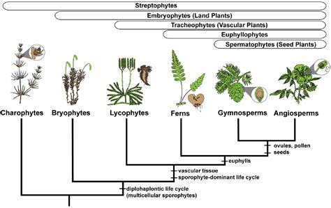 how are ferns similar to humans